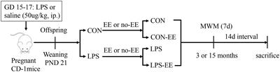 Environmental enrichment improves declined cognition induced by prenatal inflammatory exposure in aged CD-1 mice: Role of NGPF2 and PSD-95